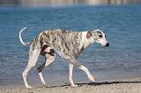 WHIPPET 229